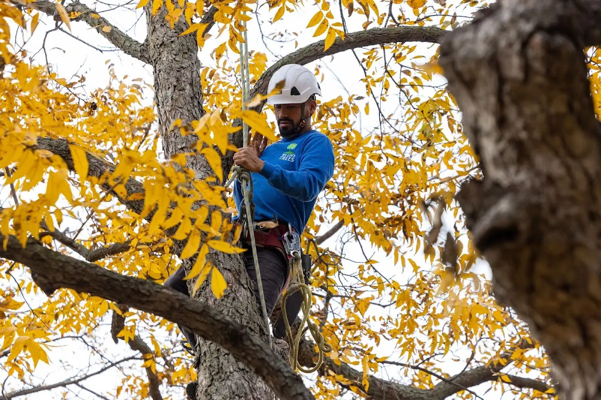 Skilled Tree Transplanting crew working in Paisley